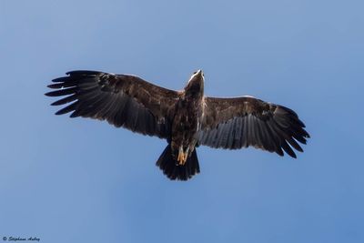 Aigle pomarin, Clanga pomarina