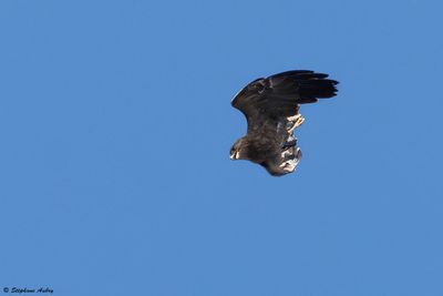 Aigle pomarin, Clanga pomarina