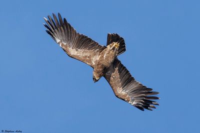 Aigle pomarin, Clanga pomarina