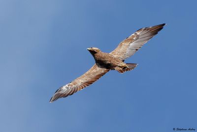 Aigle pomarin, Clanga pomarina