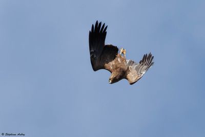 Aigle pomarin, Clanga pomarina