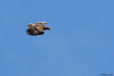 Aigle pomarin, Clanga pomarina