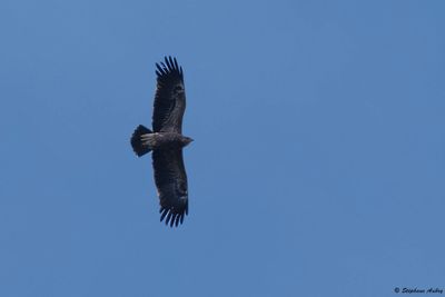 Aigle pomarin, Clanga pomarina