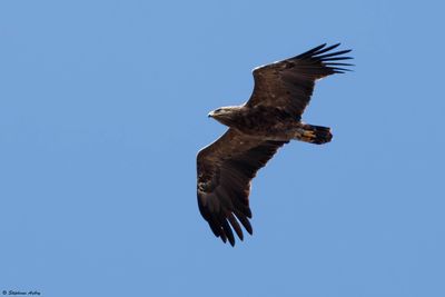 Aigle pomarin, Clanga pomarina