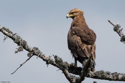 Aigle pomarin, Clanga pomarina
