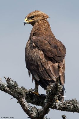 Aigle pomarin, Clanga pomarina