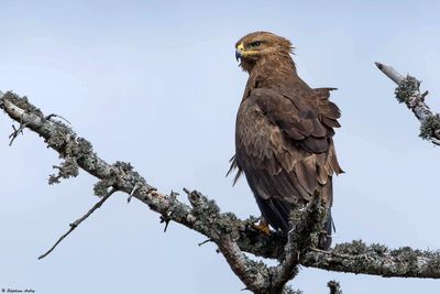 Aigle pomarin, Clanga pomarina