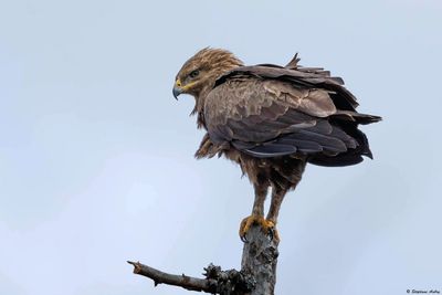 Aigle pomarin, Clanga pomarina
