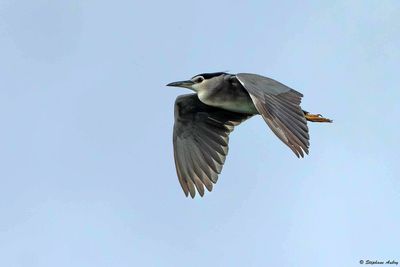 Bihoreau gris, Nycticorax nycticorax