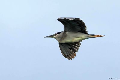 Bihoreau gris, Nycticorax nycticorax