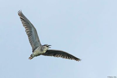 Bihoreau gris, Nycticorax nycticorax