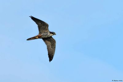 Hobby / Faucon hobereau