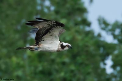 Balbuzard pêcheur, Pandion haliaetus