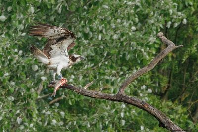 Balbuzard pêcheur, Pandion haliaetus