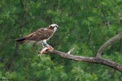 Balbuzard pêcheur, Pandion haliaetus