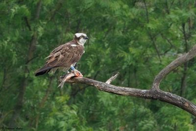 Balbuzard pêcheur, Pandion haliaetus