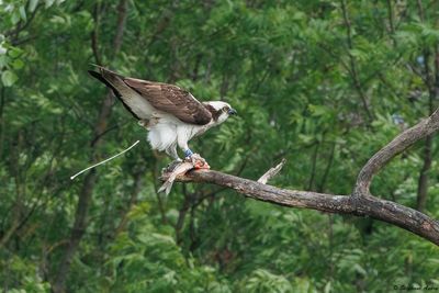 Osprey / Balbuzard pêcheur, Pandion haliaetus, F12, Hagneck, BE, 2025