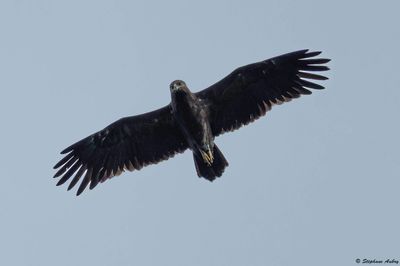 Lesser Spotted Eagle / Aigle pomarin, Clanga pomarina, Franche-Comté, F / 2025