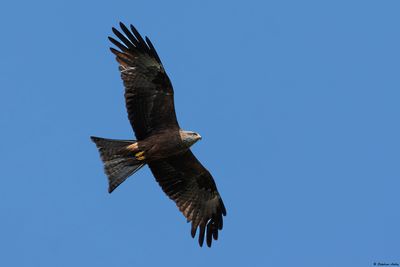 Black Kite / Milan noir