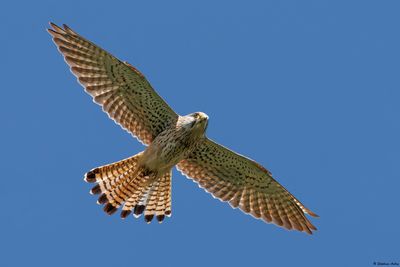 Kestrel / Faucon crécerelle