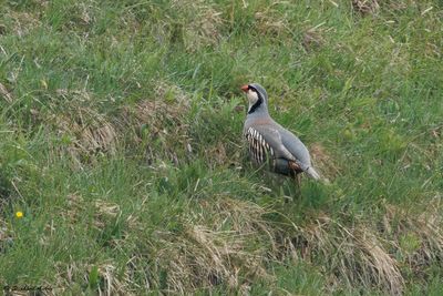 Other Non-Passerines