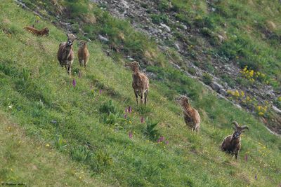 Mouflon mditerranen, Ovis gmelini musimon x Ovis sp.