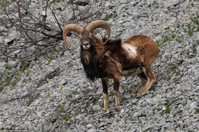Mouflon mditerranen, Ovis gmelini musimon x Ovis sp.