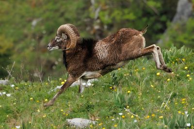 Mouflon méditerranéen