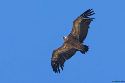 Griffon Vulture / Vautour fauve