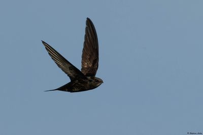 Martinet noir, Apus apus
