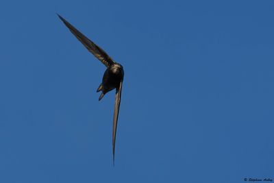 Martinet noir, Apus apus