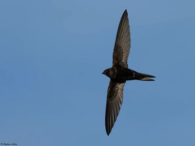 Martinet noir, Apus apus