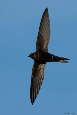 Martinet noir