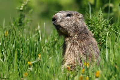Marmotte des Alpes