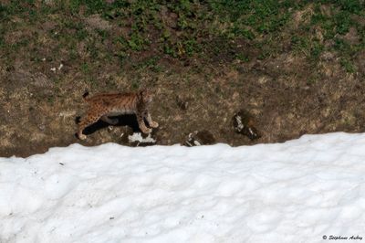 Lynx eurasien, Lynx lynx