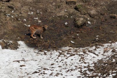 Lynx eurasien