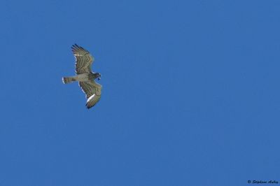 Circate Jean-le-Blanc, Circaetus gallicus