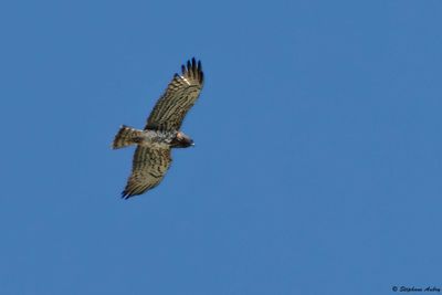 Circate Jean-le-Blanc, Circaetus gallicus
