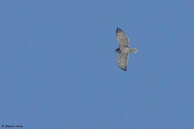 Circate Jean-le-Blanc, Circaetus gallicus