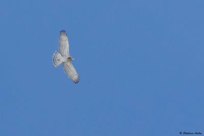 Short-toed Snake Eagle / Circaète Jean-le-Blanc, Circaetus gallicus, Suisse, 2025
