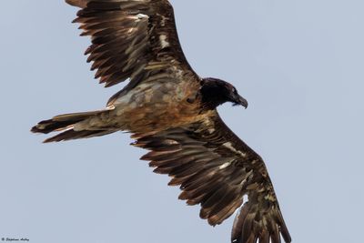 Gypate barbu, Gypaetus barbatus