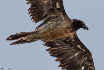 Gypate barbu, Gypaetus barbatus