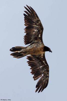 Gypate barbu, Gypaetus barbatus