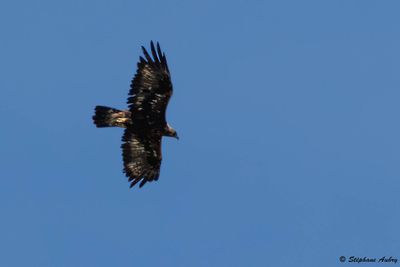 Aigle royal, Aquila chrysaetos