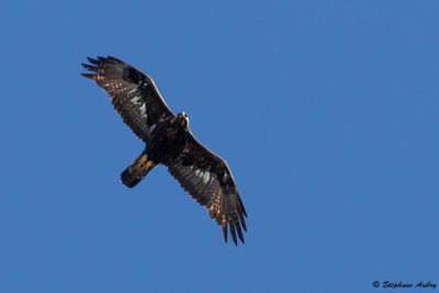 Aigle royal, Aquila chrysaetos