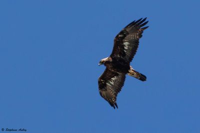 Aigle royal, Aquila chrysaetos