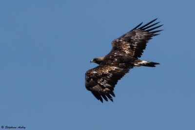 Aigle royal, Aquila chrysaetos
