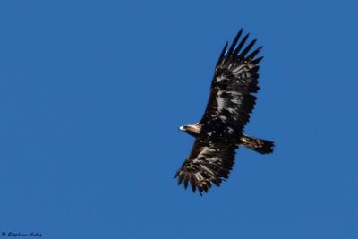Aigle royal, Aquila chrysaetos