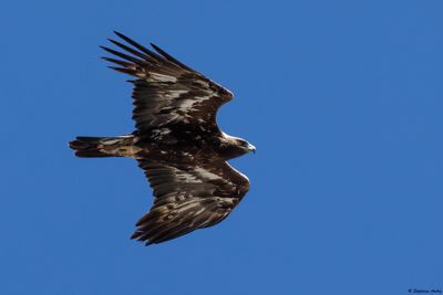 Aigle royal, Aquila chrysaetos