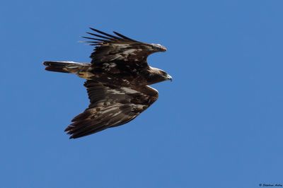 Golden Eagle / Aigle royal, Aquila chrysaetos, Berne-Fribourg, CH, 2024-25